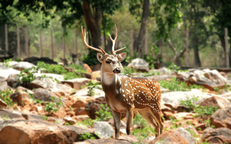 Deer in a forest with boulders