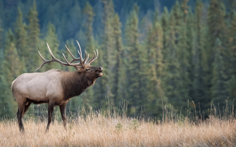 Elk in a field and forest