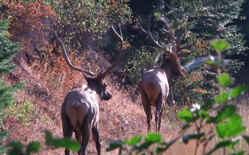 Two elks in a forest