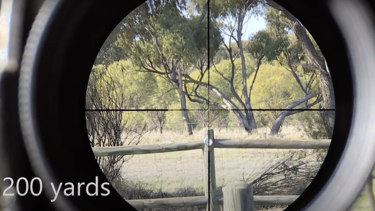 Zoomed in scope view of a forest at 200 yards