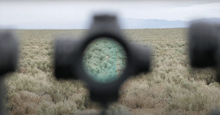 Forest view seen through the lens of the red sight